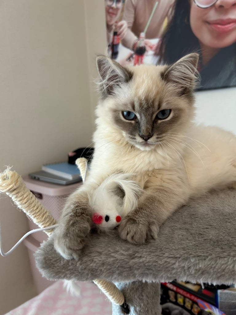 Adorable Ragdoll x Ragamuffin kittens 