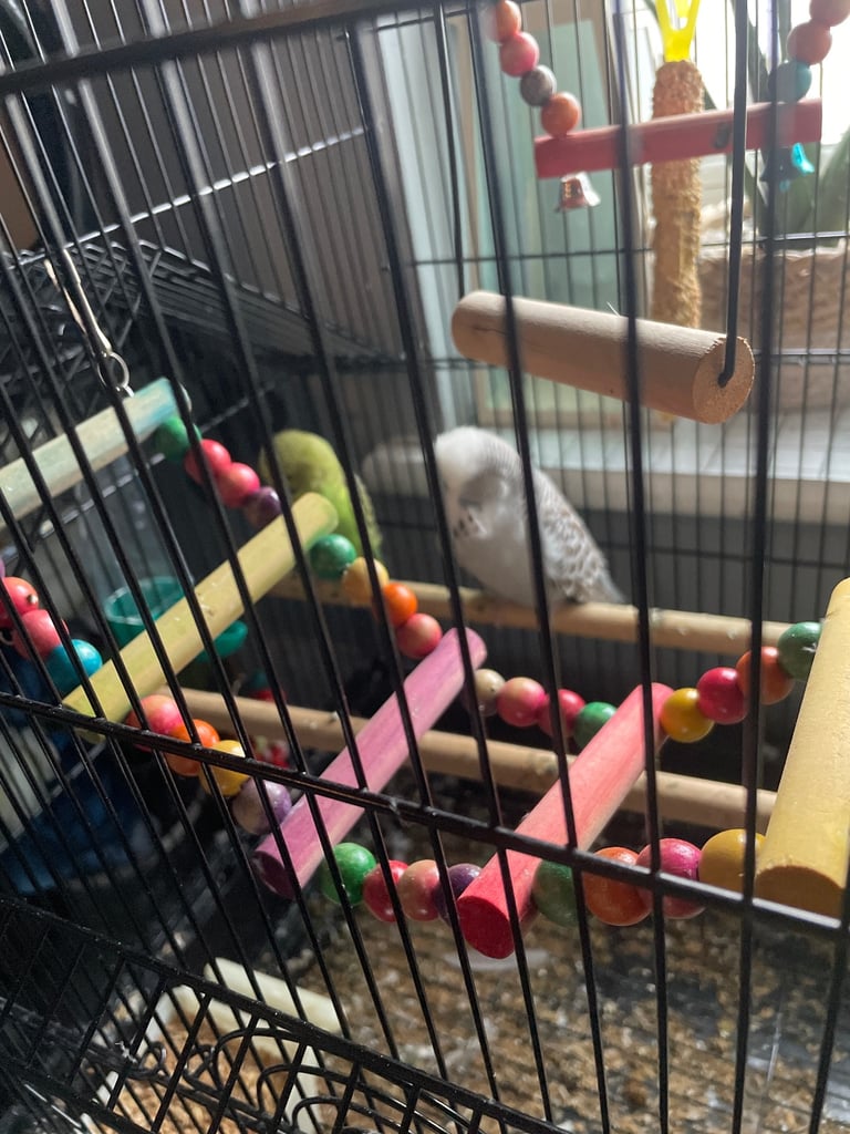 Two buggies for sale 