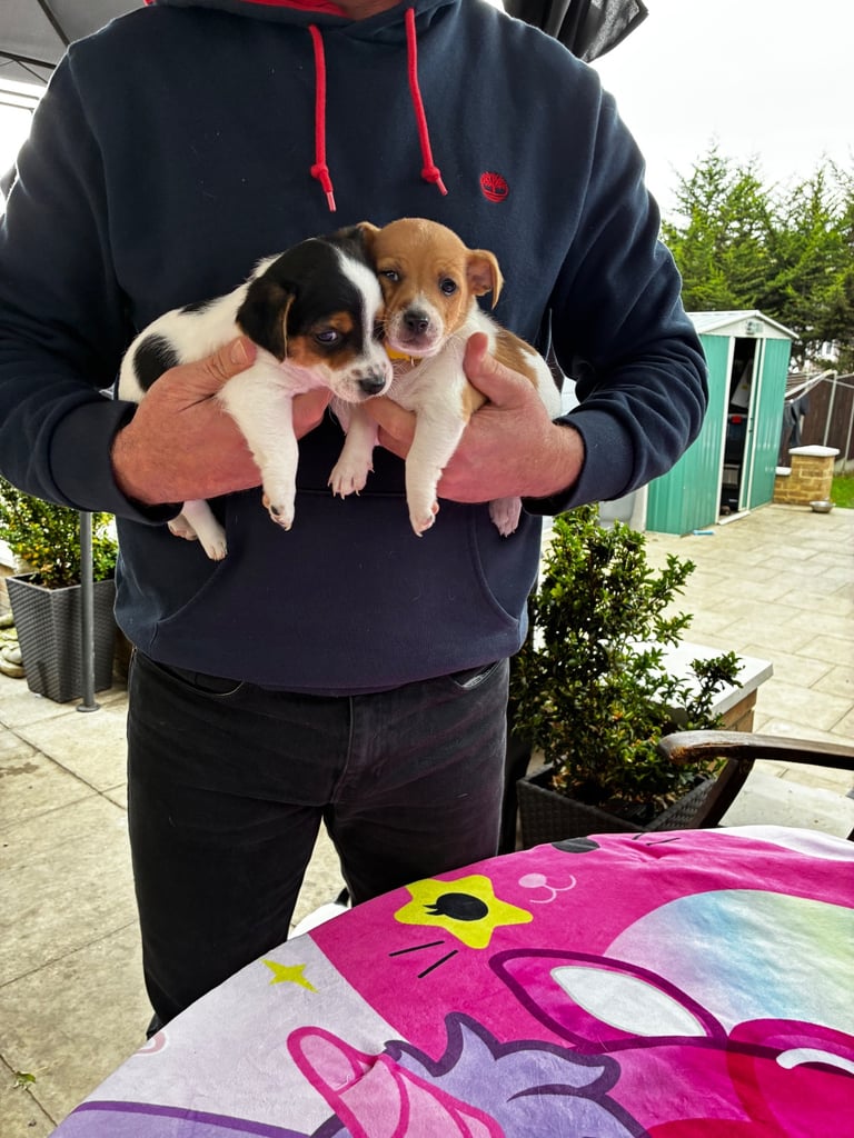 Jack Russell