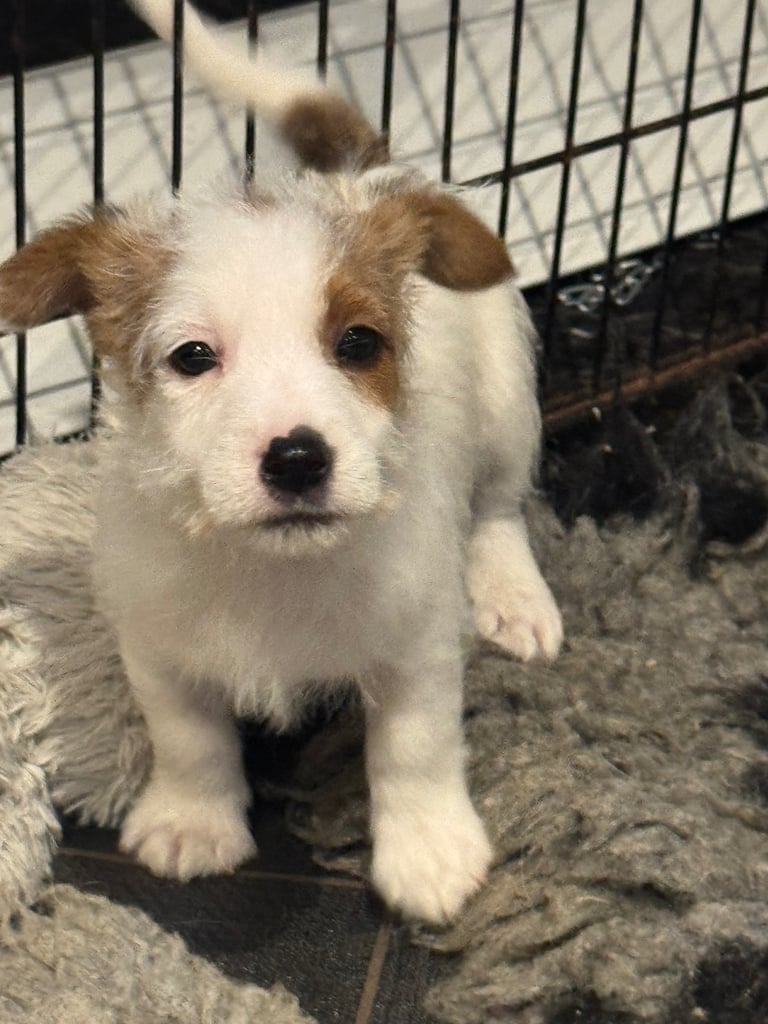 Stunning Jack Russell  pup
