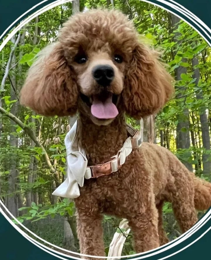 5 Beautiful Miniature Poodles For Sale 