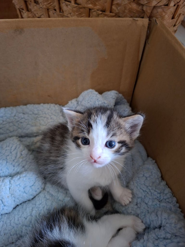 Beautiful Kittens for Sale 