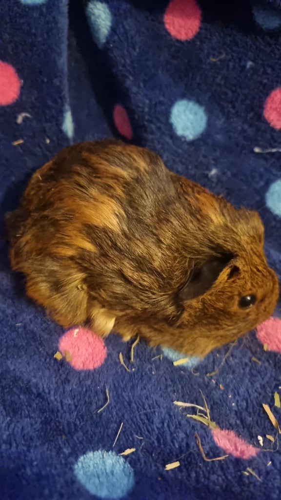 image for Guineapigs