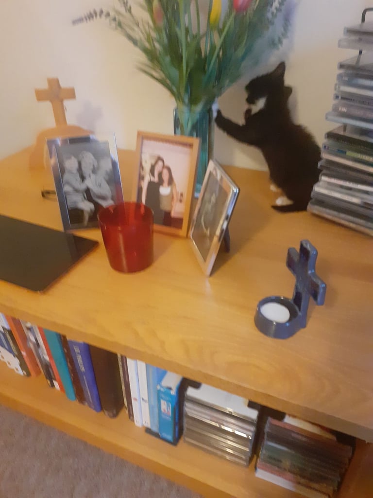 Pretty Tuxedo Kitten Looking For Love