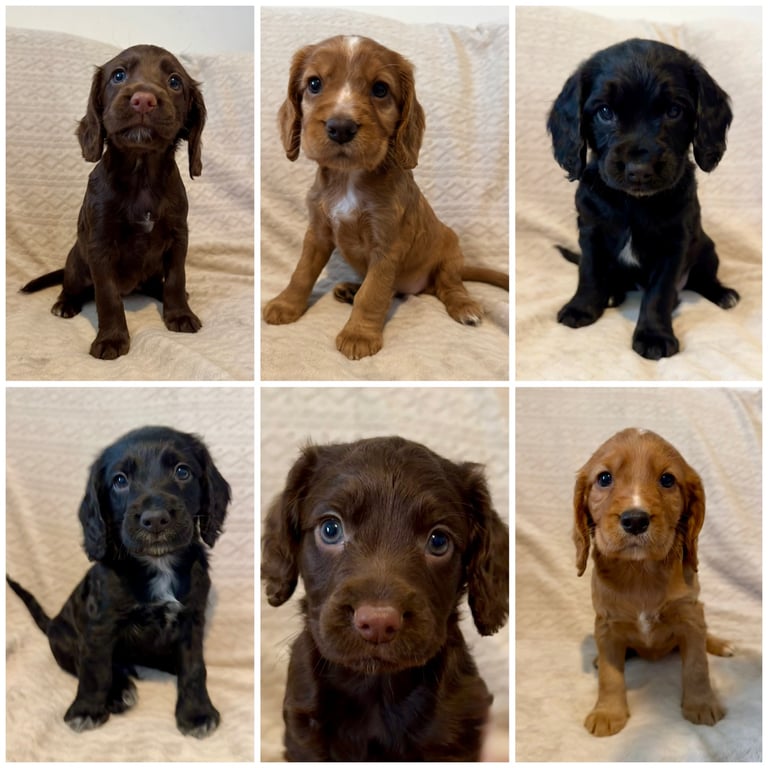 Only 2 Cocker spaniel puppies left! Ready end of this week