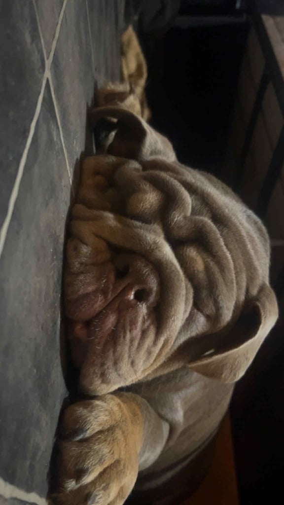 English bulldog liac a tan. Male  in Bristol 