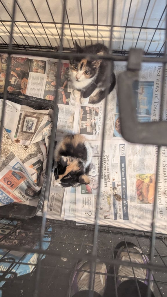 Domestic Ginger  and Ginger/white kittens