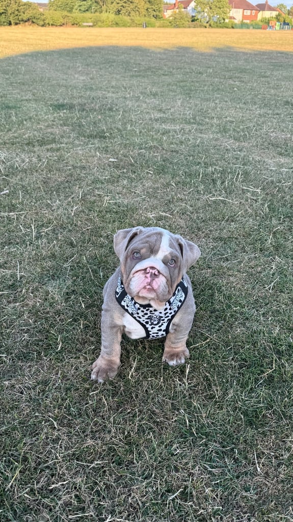 6 month english bull dog 