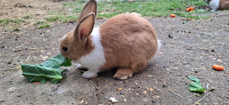 BEAUTIFUL RABBITS ARE SALE-Each £25