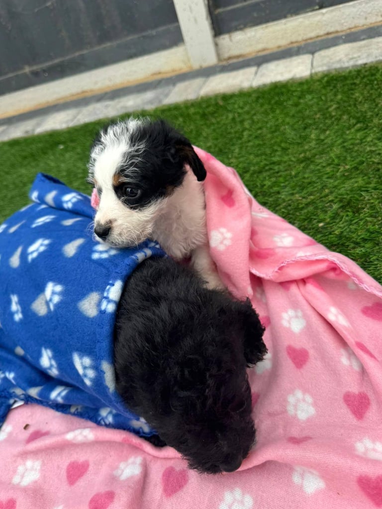 Jackapoo Puppys 