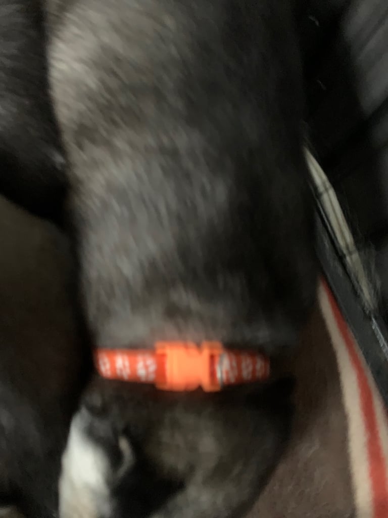 Cuddlie husky puppys