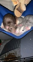 Pet rats 🐀 
