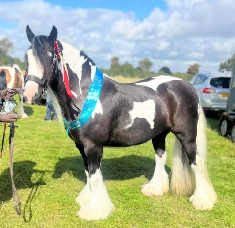 Wanted grazing paddock or private stable yard 