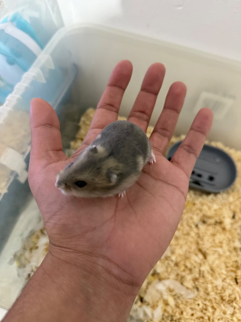 Grey with white belly Russian dwarf hamster 