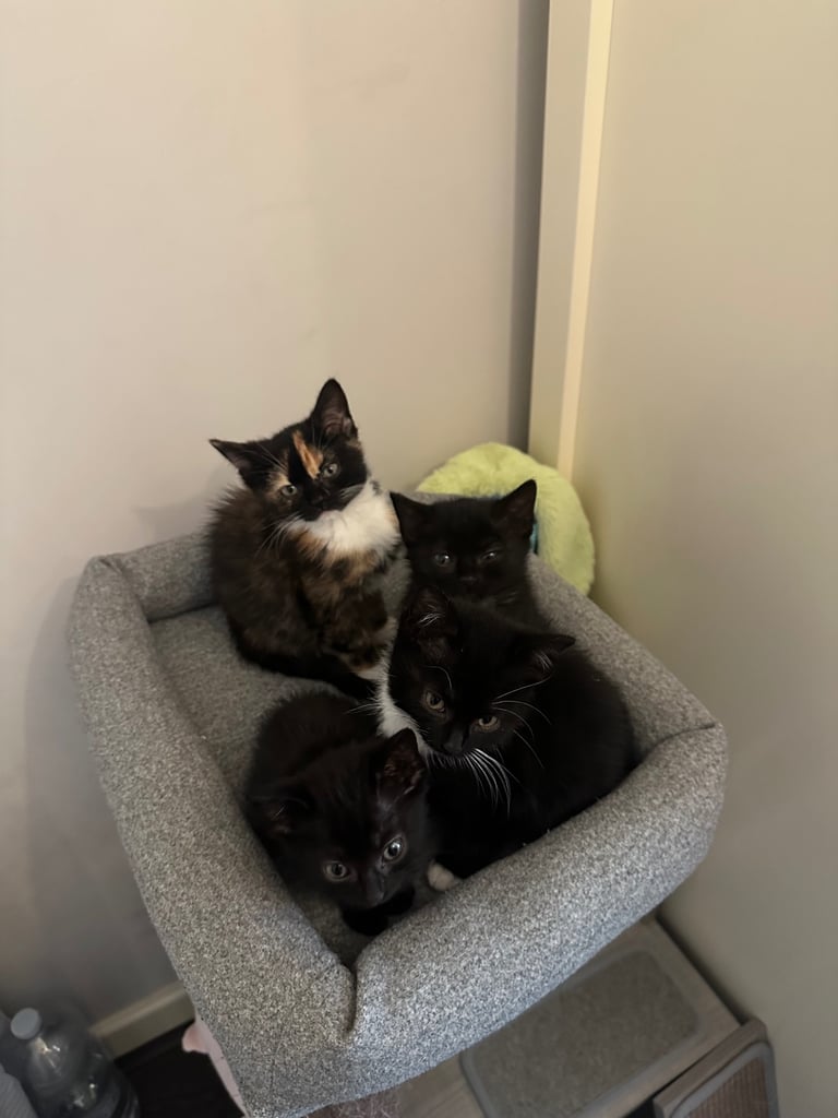 4 adorable kitties for sale