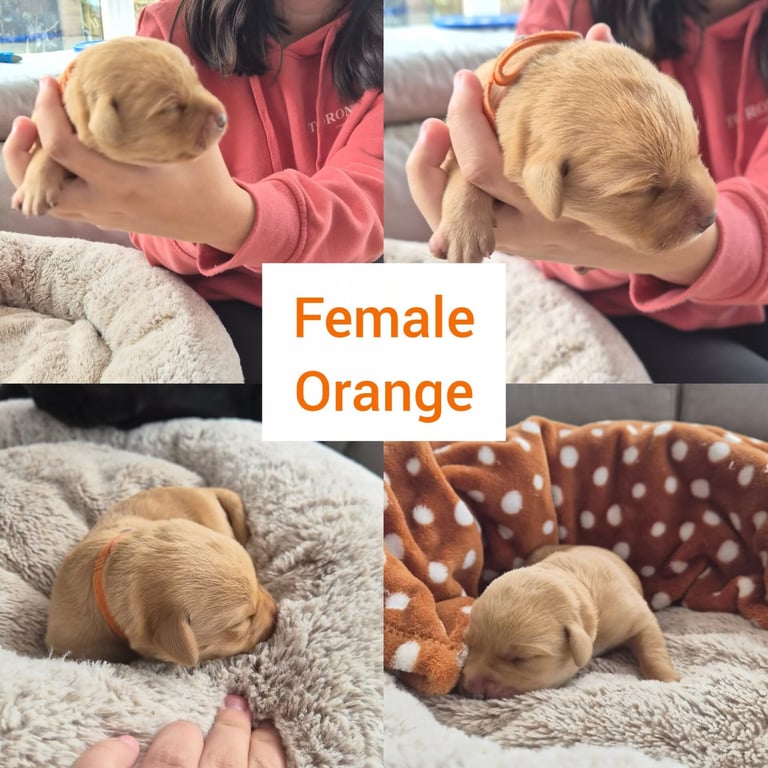 4 week old puppies ready to sell and go in 3 weeks time 