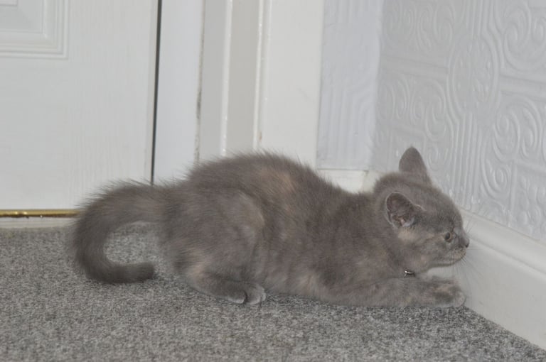 🐾 Adorable British Shorthair Kitten Girl ❤️