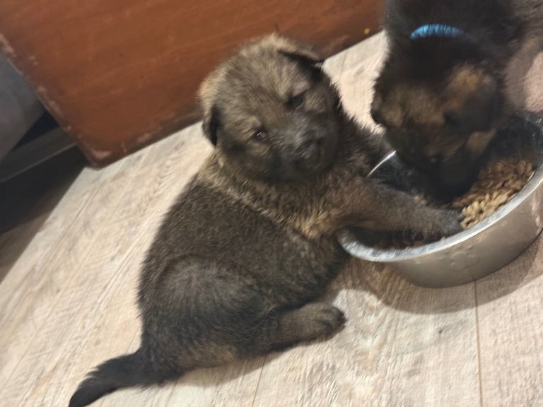 Lovely puppies shepherds for your family  