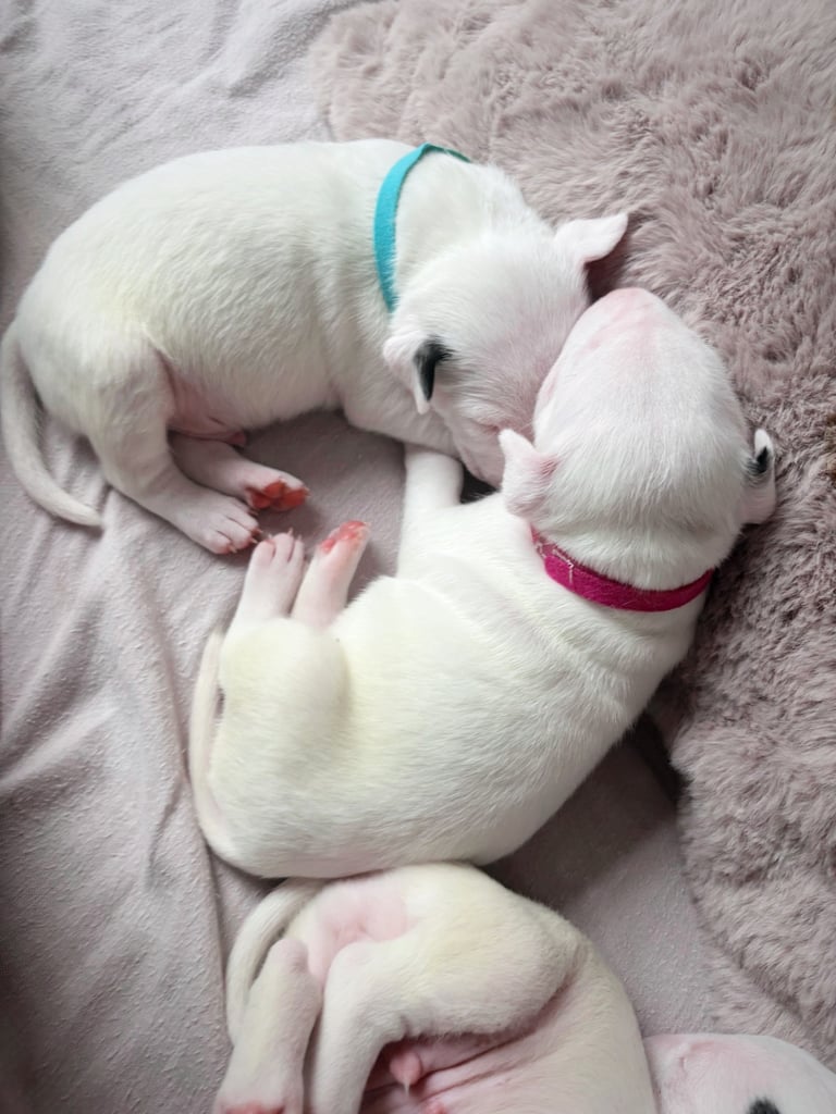 KC English Bull Terrier puppies 🐾
