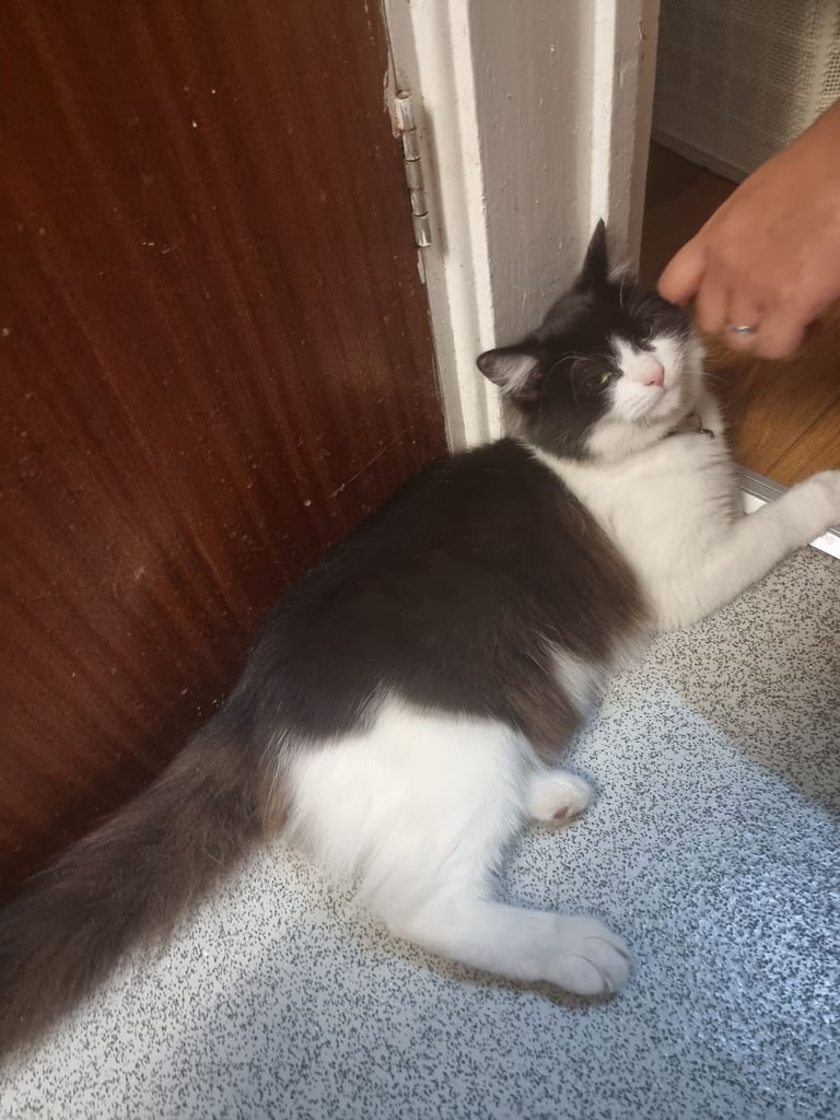 Female cat