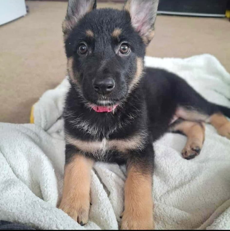 *Ready Now* German Shepherd Pups