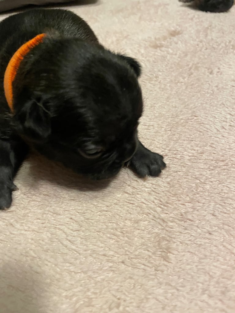 French bulldog puppies