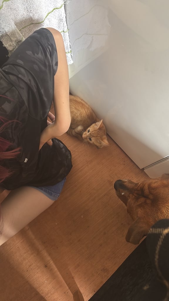 Two tabby x main coon 7 month old kittens
