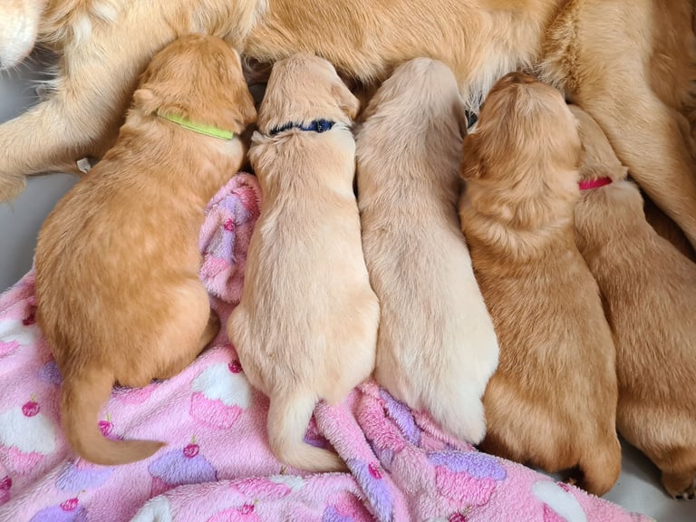 Male golden retriever pup *ready to leave now*