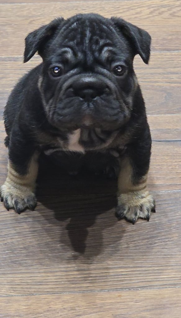 French bulldog puppys 