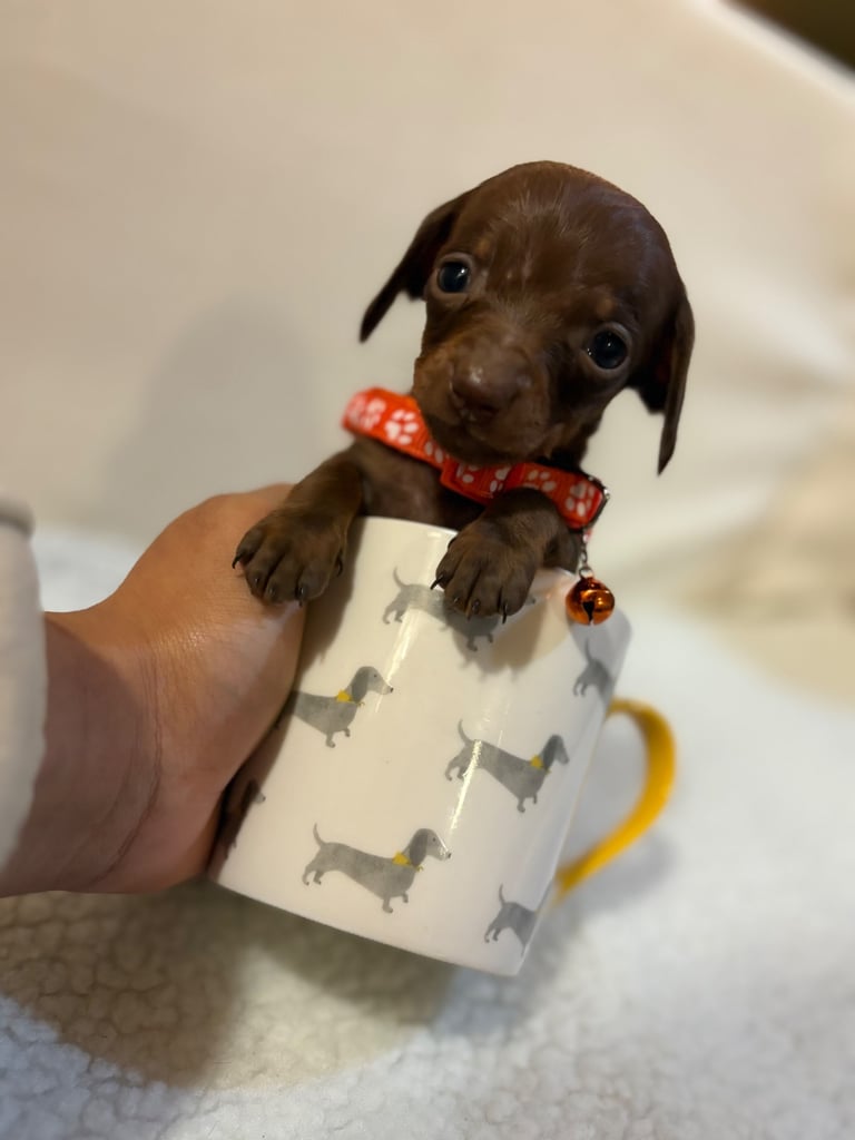 Miniature Dachshund Puppies 