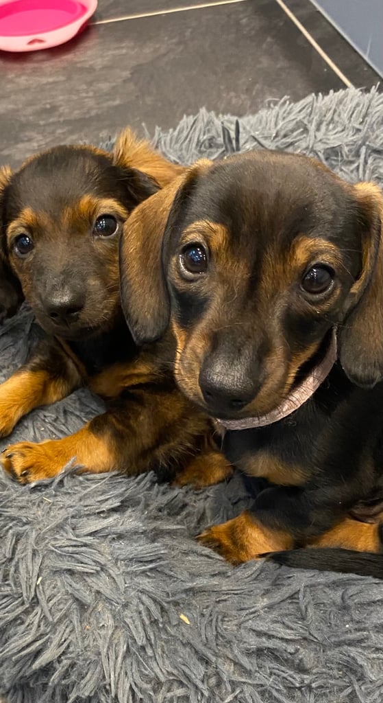 Minature Dachshund puppies. Black&Tan