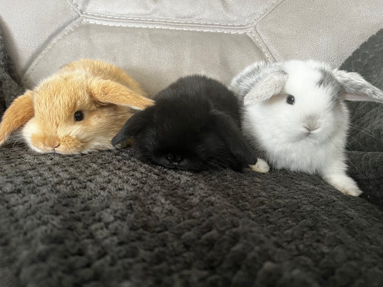 3 male mini lops 
