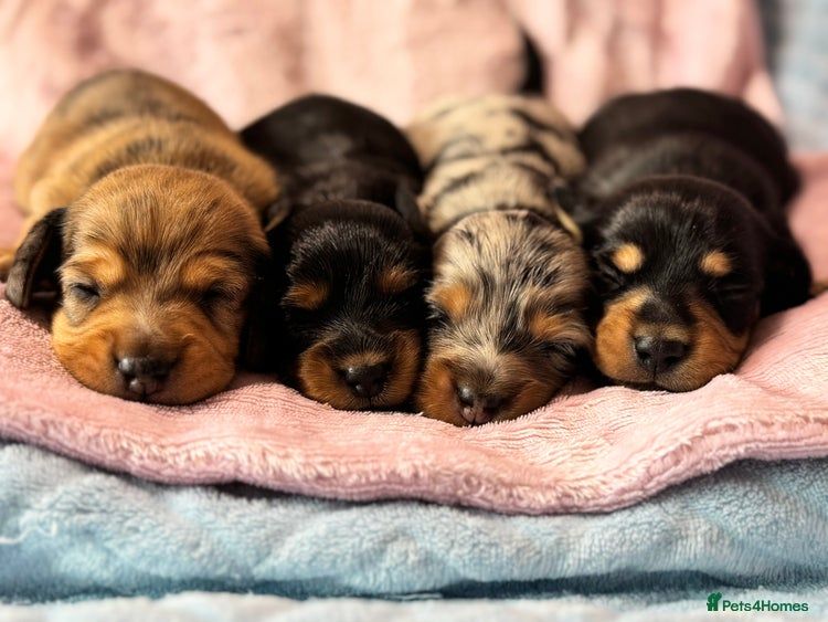 Beautifull Minature Daschunds 