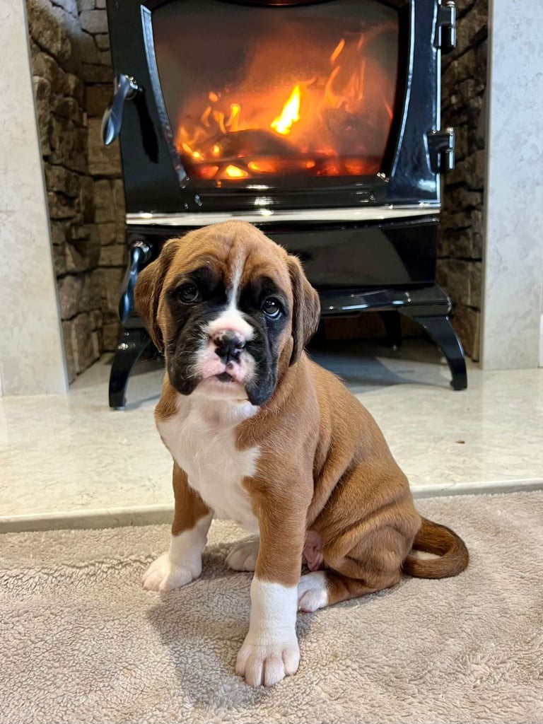 *Boxer puppies for sale*