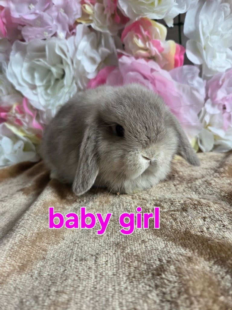 Female mini lops available 