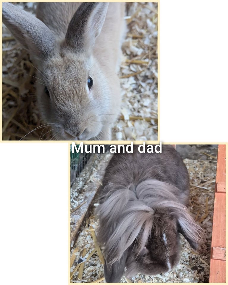 Baby bunnies lionhead x