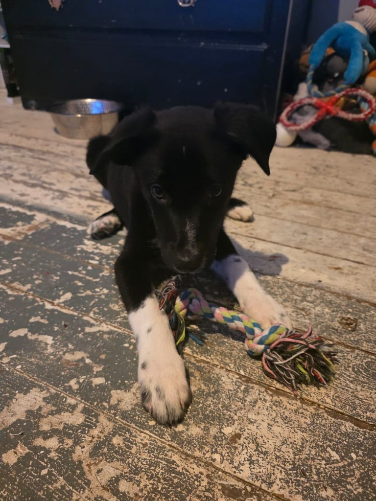 Female border collie x lab 