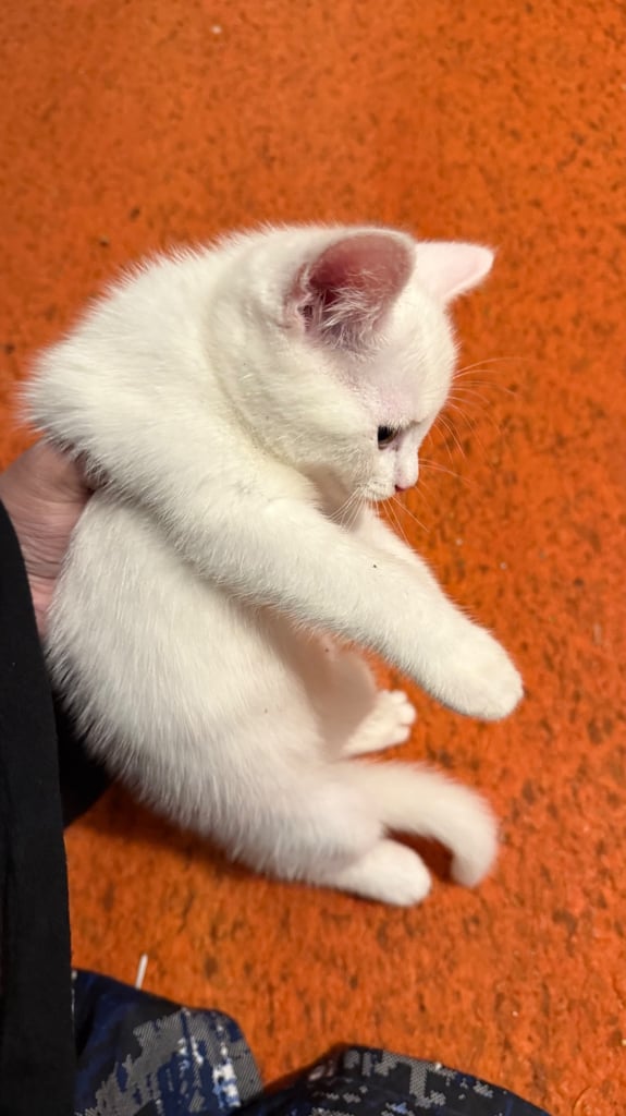 Kittens