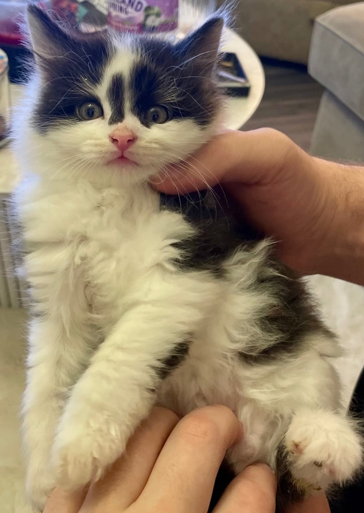 Turkish black and white angora kitten 
