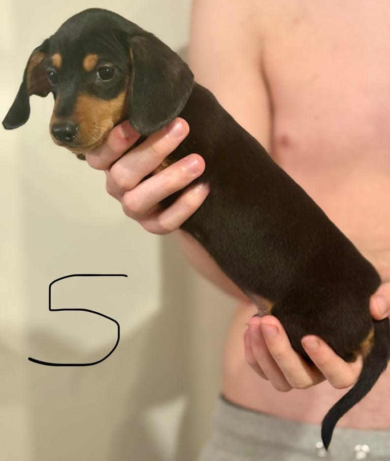 Miniature dauchund pupsREADY NOW