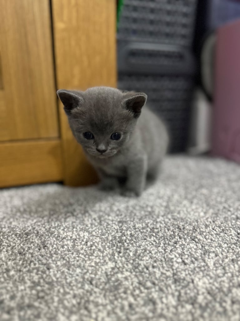 Ragdoll x British shorthair mix kitten 