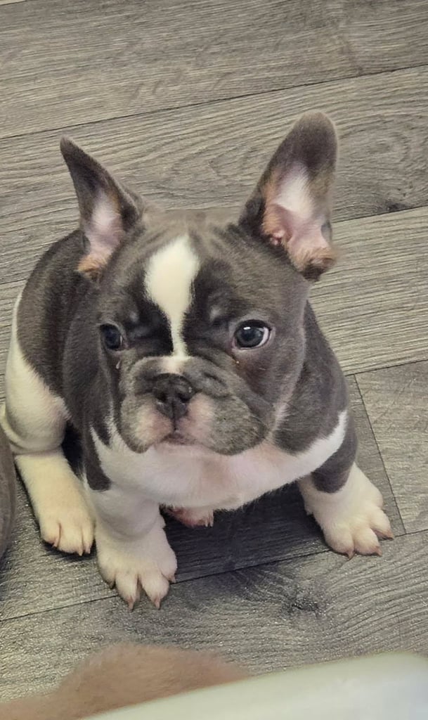 Kc-french-bulldog in England Dogs Puppies for Sale Gumtree