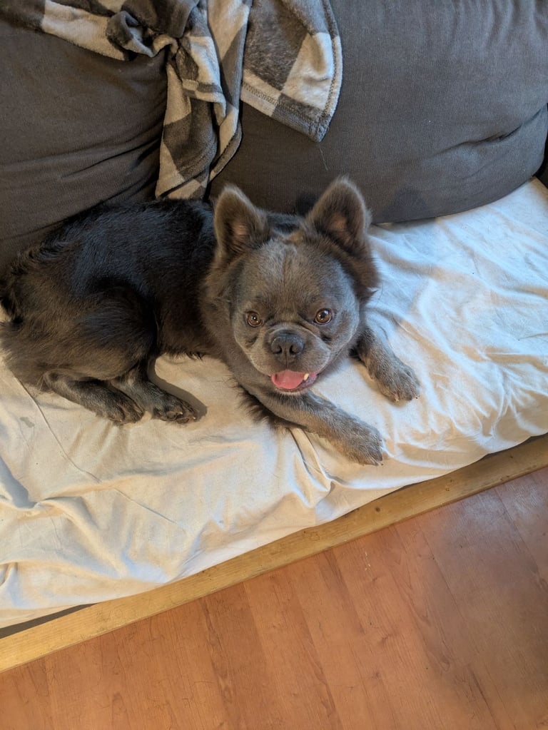 Male Fluffy Frenchie 