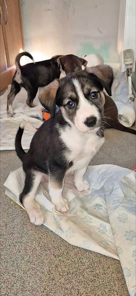 Husky mix puppies - 4 girls left! 