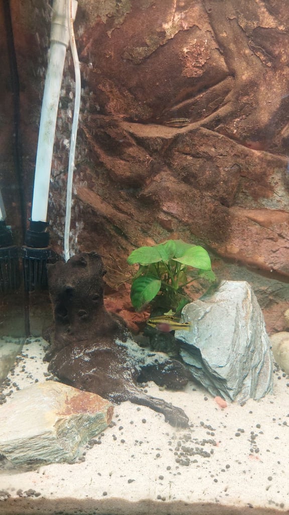 Juwel fish tank 