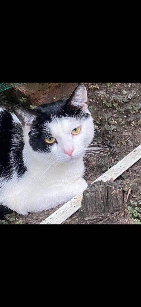 Black and white male cat. 