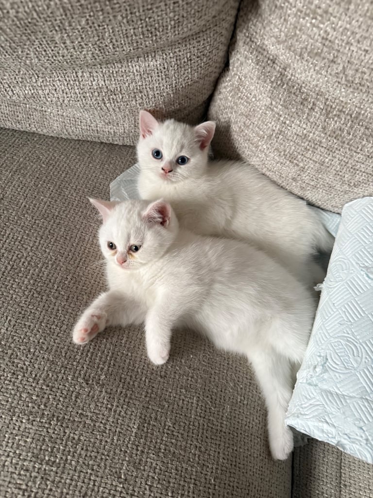 REDUCED BSH pure bred kittens ONLY A FEW LEFT 