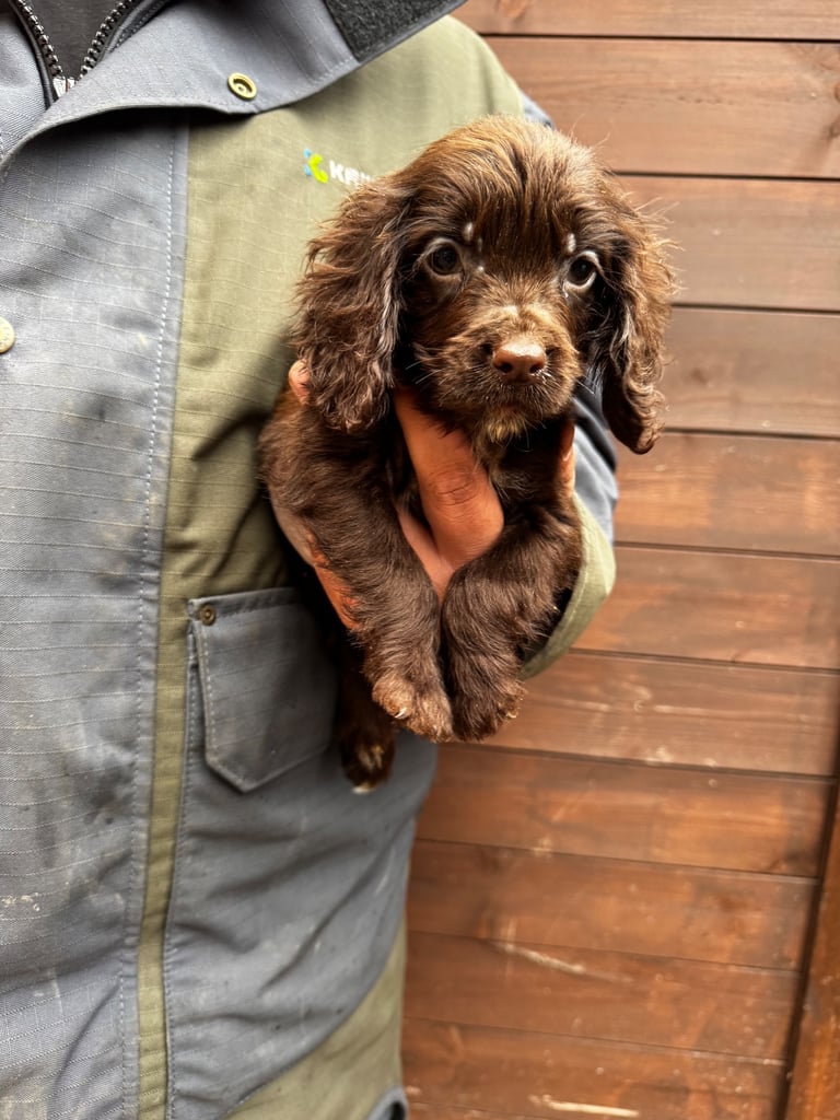 Cocker Spainel Puppies 