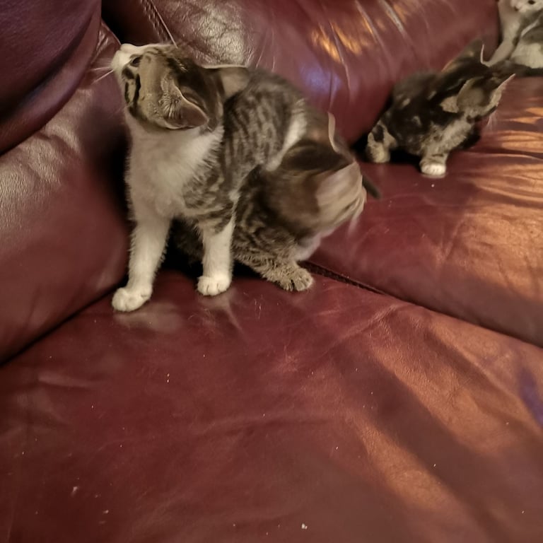 4 lovely kittens for sale 