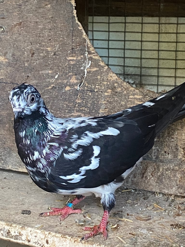 Beautiful Budapest pigeon pair,Beautiful Polish chicken , Englishwhite quil available read price  